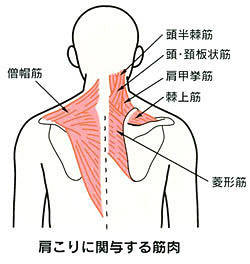 背中 の 痛み 左側 肩 甲骨 の 下